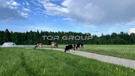 Фермерское хозяйство у озера, 40 га, агротуризм-98. Фото объекта